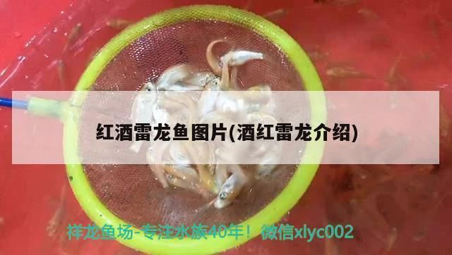 曼龍魚和燈科魚混養(yǎng)嗎：曼龍魚和燈科魚混養(yǎng)時(shí)如何確保兩種魚都得到適當(dāng)?shù)目臻g和資源 水族問答 第2張