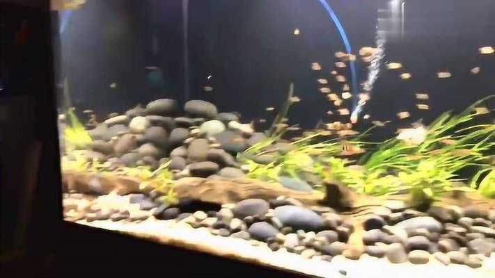 Pinterest高端魚缸靈感搜索：pinterest高端魚缸靈感搜索 水族雜談 第2張