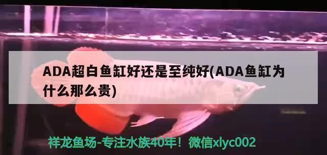 ADA魚缸特色功能介紹：ada水族造景專業(yè)公司 水族雜談 第1張