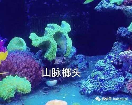 LPS珊瑚與SPS珊瑚的區(qū)別：lps與sps珊瑚的區(qū)別 水族雜談 第5張