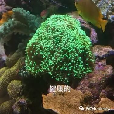 LPS珊瑚與SPS珊瑚的區(qū)別：lps與sps珊瑚的區(qū)別 水族雜談 第1張