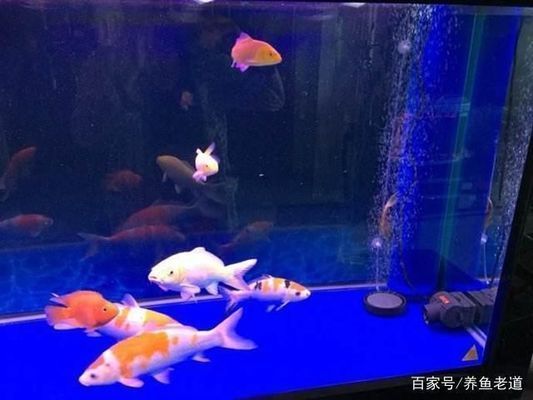 高端魚缸維護(hù)保養(yǎng)技巧：高端魚缸保養(yǎng)技巧