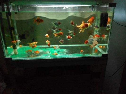 觀賞魚品種推薦及飼養(yǎng)要點：新手養(yǎng)魚入門指南 水族雜談 第2張