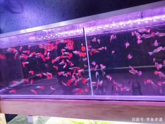 觀賞魚品種推薦及飼養(yǎng)要點：新手養(yǎng)魚入門指南 水族雜談 第3張