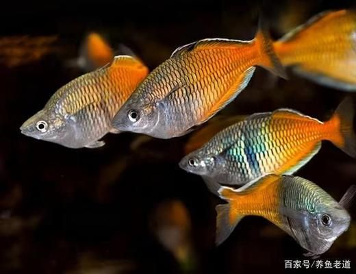 觀賞魚品種推薦及飼養(yǎng)要點：新手養(yǎng)魚入門指南 水族雜談 第4張