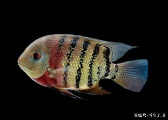 高端魚缸適合養(yǎng)哪些觀賞魚：高端魚缸適合養(yǎng)哪些觀賞魚，以下內(nèi)容生成的一段摘要： 水族雜談 第3張