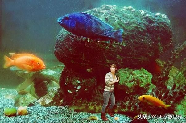 高端魚缸水草選擇指南：高端魚缸水草的養(yǎng)護(hù)指南，選擇高端魚缸水草的指南是關(guān)鍵 水族雜談 第4張