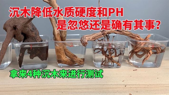 沉木對水質(zhì)調(diào)節(jié)的具體機制：沉木在水族箱中扮演著至關(guān)重要的角色，對水質(zhì)調(diào)節(jié)具有影響 水族雜談 第1張