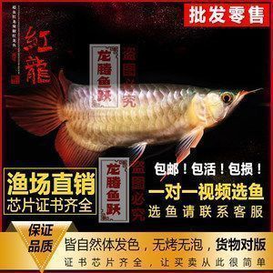 桐城哪里賣龍魚：桐城哪里有賣龍魚的地方 全國龍魚店鋪 第6張