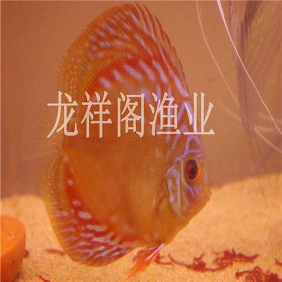 東城哪里賣龍魚：東城區(qū)龍魚專賣店 全國龍魚店鋪 第5張