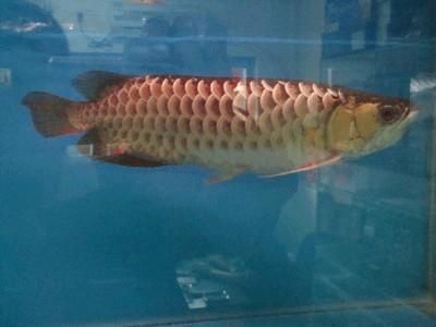 漢沽哪里賣龍魚：天津市漢沽區(qū)雙魚畔水族精品店 全國龍魚店鋪 第4張