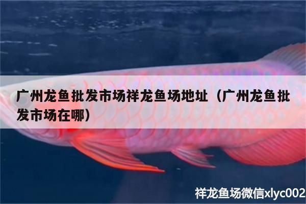 廣州哪里賣龍魚：廣州龍魚養(yǎng)殖技巧入門,廣州寵物魚店推薦觀賞龍魚品種介紹 全國龍魚店鋪 第3張