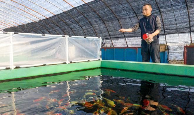 廬江哪里賣龍魚(yú)：安徽合肥廬江縣“廬江哪里賣龍魚(yú)”的直接答案可以嘗試 全國(guó)龍魚(yú)店鋪 第1張