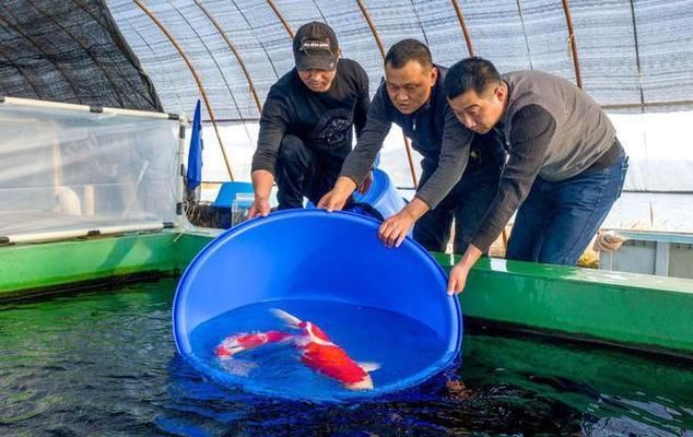 廬江哪里賣龍魚(yú)：安徽合肥廬江縣“廬江哪里賣龍魚(yú)”的直接答案可以嘗試 全國(guó)龍魚(yú)店鋪 第3張