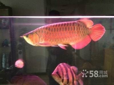 望江哪里賣龍魚：合肥望江哪里賣龍魚 全國(guó)龍魚店鋪 第3張