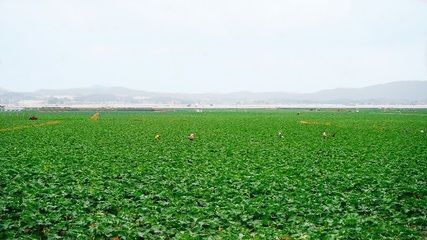 居巢哪里賣龍魚：居巢銷售龍魚 全國(guó)龍魚店鋪 第5張