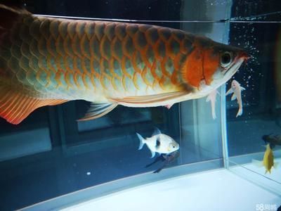 居巢哪里賣龍魚：居巢銷售龍魚 全國(guó)龍魚店鋪 第6張