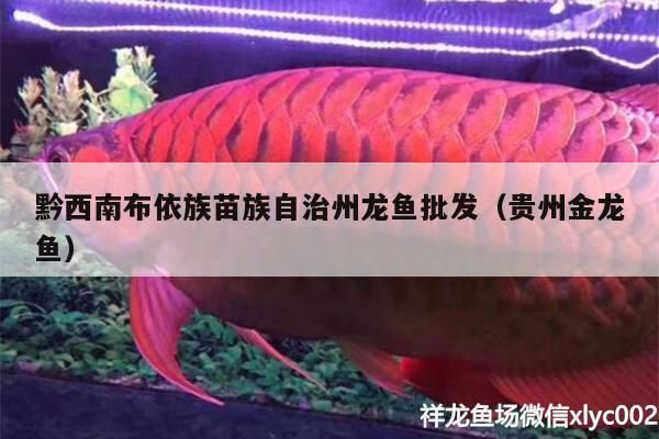 金秀哪里賣龍魚：廣西金秀瑤族自治縣的龍魚市場價格 全國龍魚店鋪 第4張