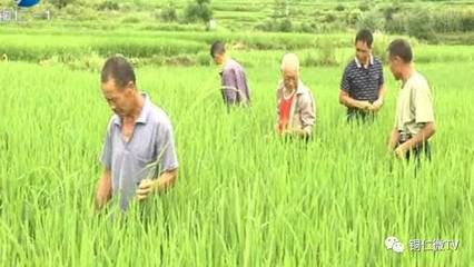 碧江哪里賣龍魚：碧江區(qū)龍魚專賣店在哪里 全國龍魚店鋪 第5張