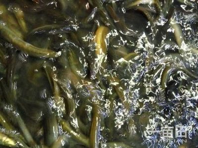 安國(guó)哪里賣龍魚：安國(guó)市可能銷售龍魚的地點(diǎn)推薦 全國(guó)龍魚店鋪 第5張