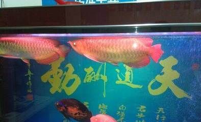 濰坊哪里賣龍魚：濰坊購買龍魚的主要渠道 全國龍魚店鋪 第5張