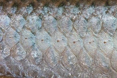 雷州哪里賣龍魚：雷州賣龍魚的熱門地點 全國龍魚店鋪 第4張