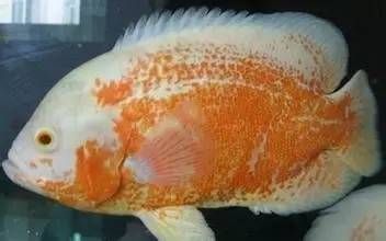 龍魚養(yǎng)幾條的寓意：龍魚養(yǎng)幾條寓意是什么 水族問答