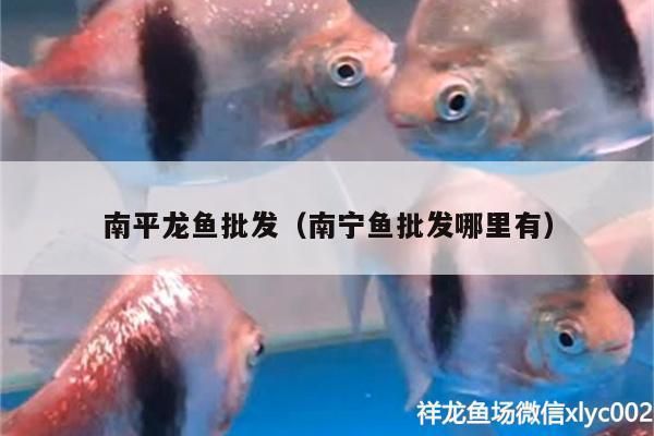 商州哪里賣龍魚：南鄭區(qū)龍魚銷售渠道 全國龍魚店鋪 第1張