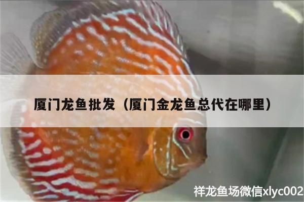 哈巴河哪里賣龍魚：哈巴河龍魚價格