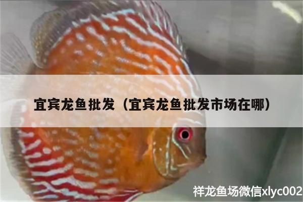 四川哪里賣龍魚：四川龍魚市場價格自貢觀賞魚市場在哪綿陽寵物店有賣龍魚嗎