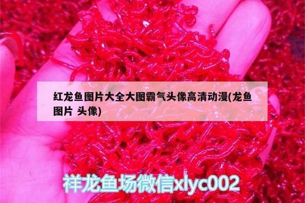 錦江哪里賣龍魚：成都市錦江區(qū)水族館與金龍魚專賣店的龍魚購買 全國龍魚店鋪 第2張