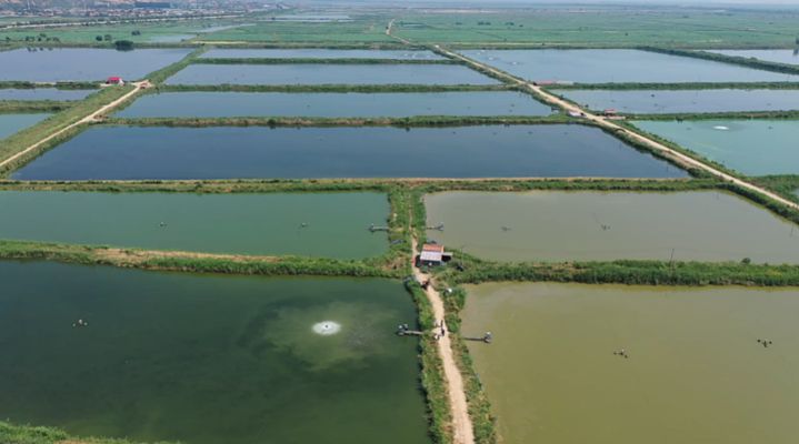 大荔哪里賣(mài)龍魚(yú)：大荔縣哪里賣(mài)龍魚(yú)