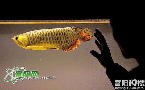 下城哪里賣龍魚：富陽寵物店龍魚價(jià)格