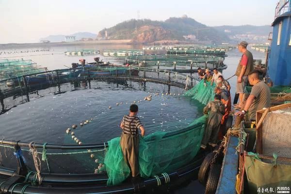 招遠哪里賣龍魚：招遠賣龍魚的地方