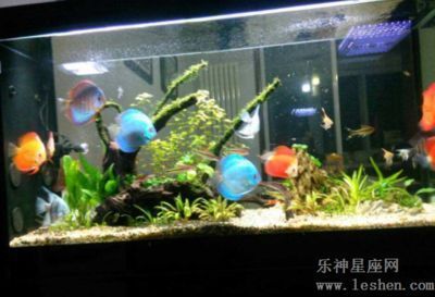 柯城哪里賣龍魚：江山市龍魚水族市場(chǎng) 全國龍魚店鋪 第4張