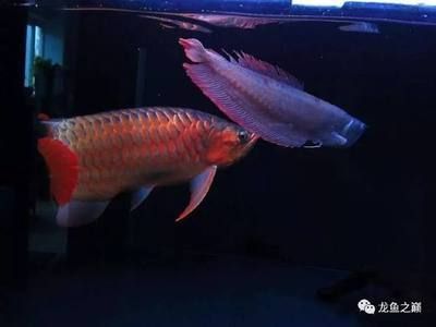 柯城哪里賣龍魚：江山市龍魚水族市場(chǎng) 全國龍魚店鋪 第2張