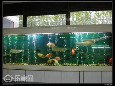 柯城哪里賣龍魚：江山市龍魚水族市場(chǎng) 全國龍魚店鋪 第5張