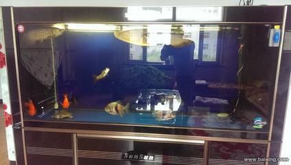 烏海森森魚缸專賣店：烏海市森森魚缸專賣店 彩鰈魚缸（彩蝶魚缸） 第4張