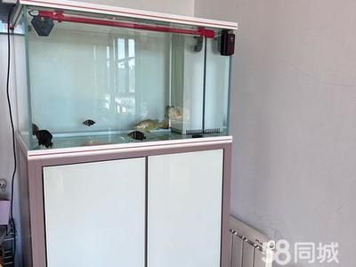 雞西彩鰈魚缸專賣店：哈爾濱雞西彩鰈魚缸專賣店 彩鰈魚缸（彩蝶魚缸） 第5張