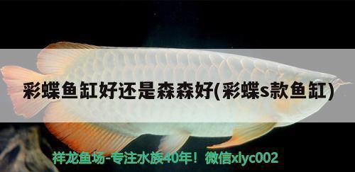 阿里彩鰈魚(yú)缸專賣(mài)店：探討阿里彩鰈魚(yú)缸專賣(mài)店的經(jīng)營(yíng)現(xiàn)狀及市場(chǎng)前景