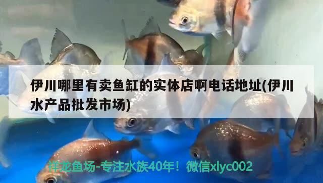 麗江森森魚缸專賣店：麗江森森魚缸專賣店麗江魚缸養(yǎng)護技巧分享,麗江魚缸設計案例欣賞