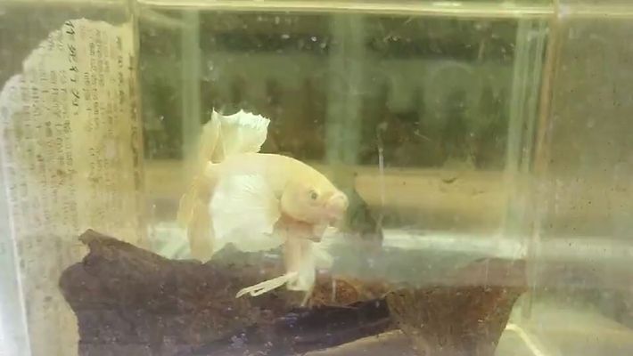 恩施土家族苗族自治州森森魚缸專賣店：恩施土家族自治州森森魚缸專賣店——森森魚缸專賣店