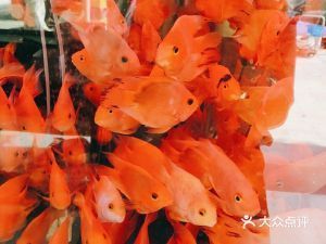 ?？谏~缸專賣店：海口森森魚缸專賣店定期舉辦各類水族展覽活動吸引大量愛好者關注