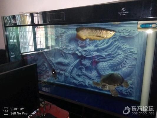 寧波可麗愛魚缸專賣店：寧波可麗愛魚缸專賣店寧波寵物店魚缸銷售 彩鰈魚缸（彩蝶魚缸） 第3張