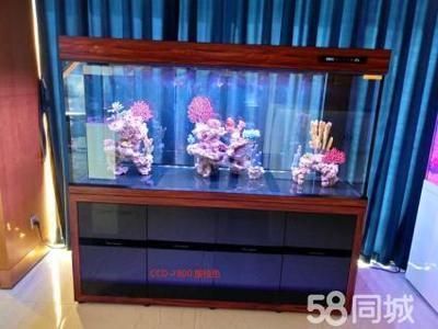 邯鄲可麗愛魚缸專賣店：邯鄲可麗愛水族箱專賣店 彩鰈魚缸（彩蝶魚缸） 第4張