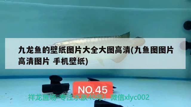 綿陽(yáng)彩鰈魚缸專賣店：綿陽(yáng)彩鰈魚缸專賣店致力于提供高品質(zhì)的觀賞魚類和水族箱 彩鰈魚缸（彩蝶魚缸） 第3張