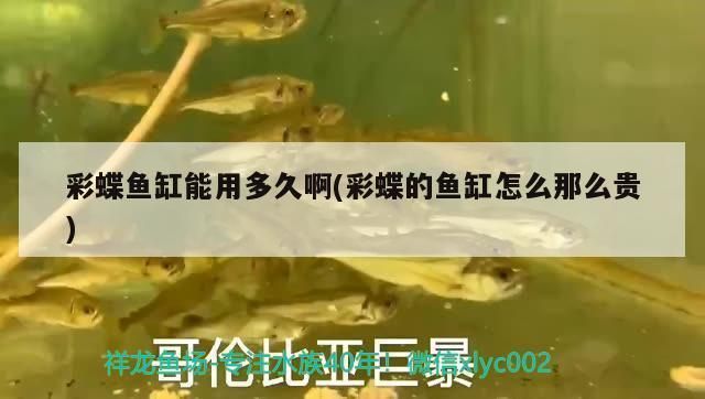 淄博彩鰈魚缸專賣店：淄博彩鰈魚缸專賣店提供各種類型的魚缸 彩鰈魚缸（彩蝶魚缸） 第5張