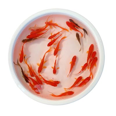 漳州森森魚缸專賣店：漳州森森魚缸專賣店」魚缸價格對比漳州寵物魚市場分布 彩鰈魚缸（彩蝶魚缸） 第5張