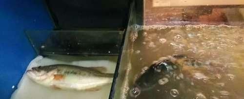 錫林郭勒盟彩鰈魚缸專賣店：錫林郭勒盟彩鰈專賣店 彩鰈魚缸（彩蝶魚缸） 第1張