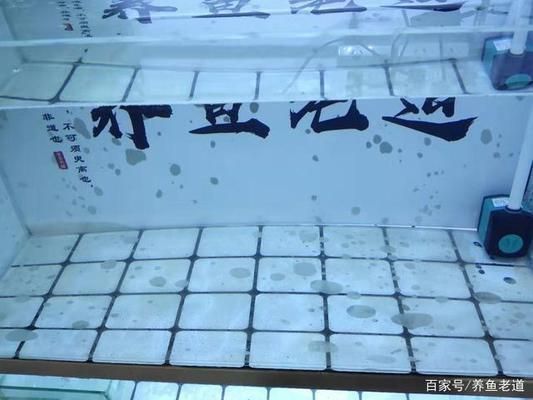 福州可麗愛魚缸專賣店：福州可麗愛魚缸專賣店全國統(tǒng)一售后全國統(tǒng)一售后